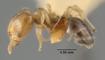 Media type: image;   Entomology 22823 Aspect: habitus lateral view